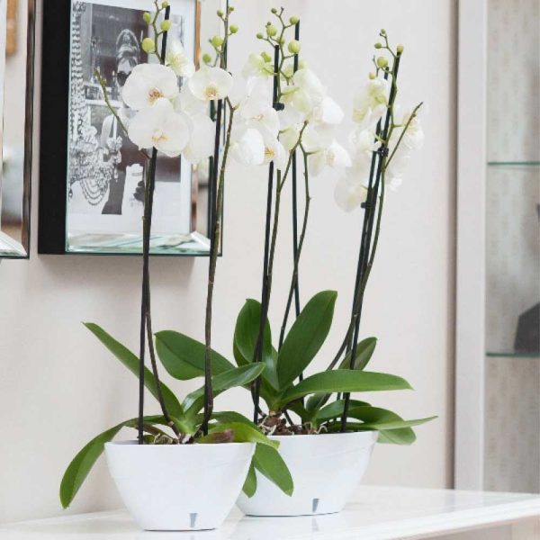 Vaso ovale bianco per fiori e orchidee - Calipso - cm 35 - 3,8 litri For Discount