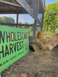 Wholesome Harvest Non-GMO Soy-Free Corn Free Whole Grain Layer Blend 16% For laying hens or ducks For Cheap