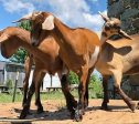 Wholesome Harvest Non-GMO Soy Free Goat 16% For growing and mature goats For Discount